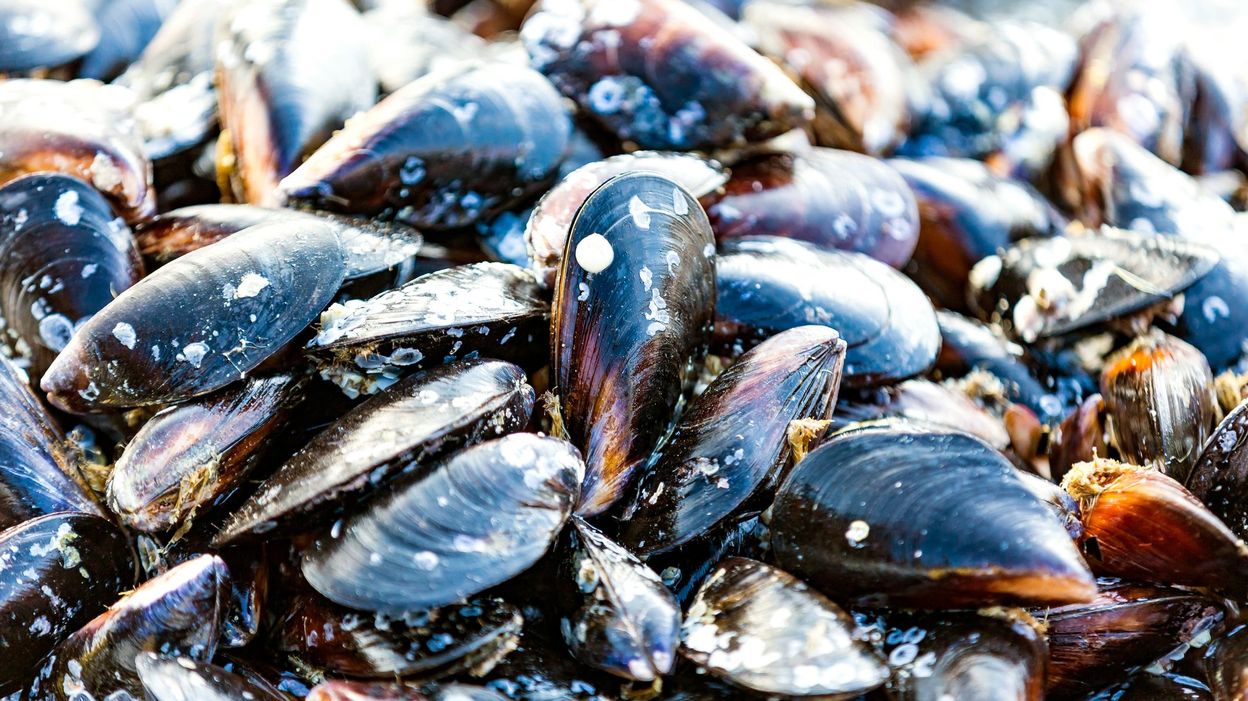 En saison nous vous proposons Les Moules Zélandaises. 